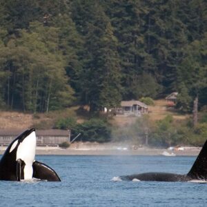 Orca Spy Hop Off San Juan Islands