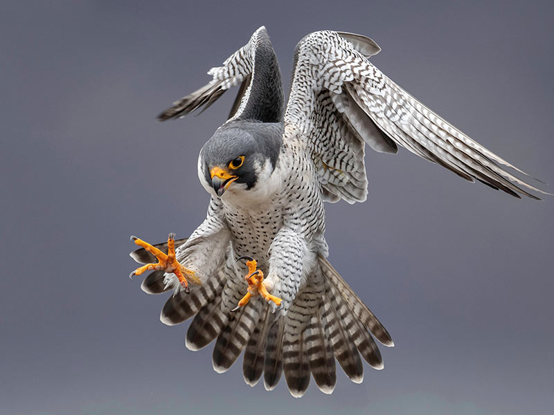 Peregrine Falcon