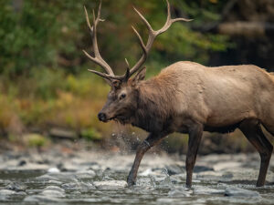 bull elk crossing a creek