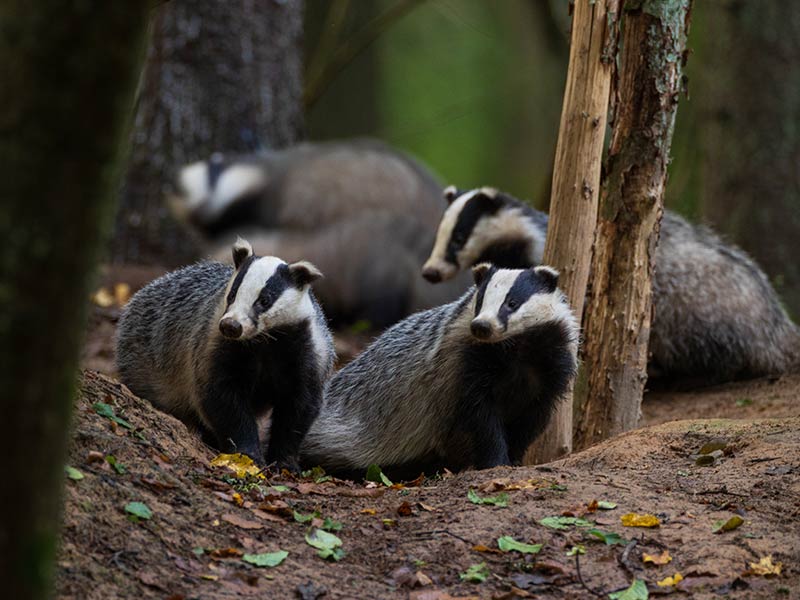 group of european badgers in forest