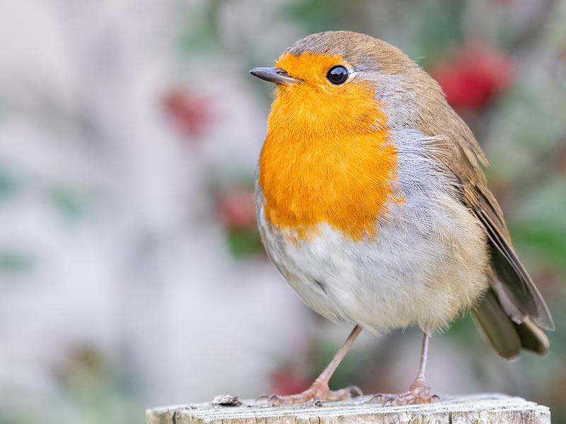 european robin