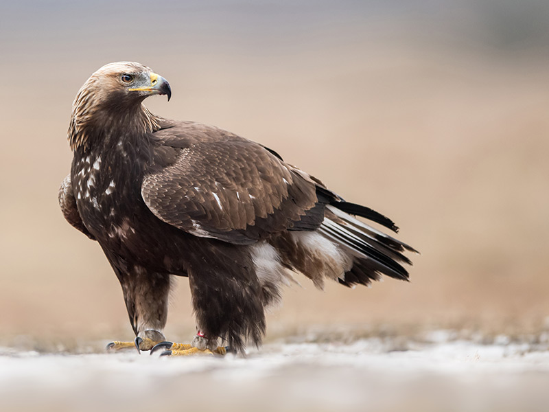 golden eagle