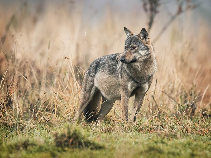 grey wolf in a field
