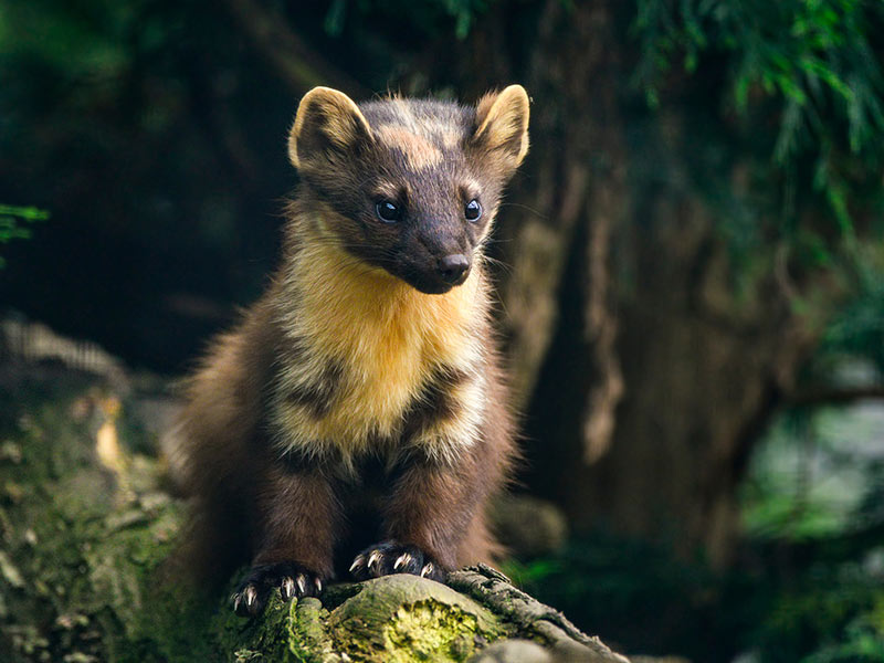 pine marten on branch