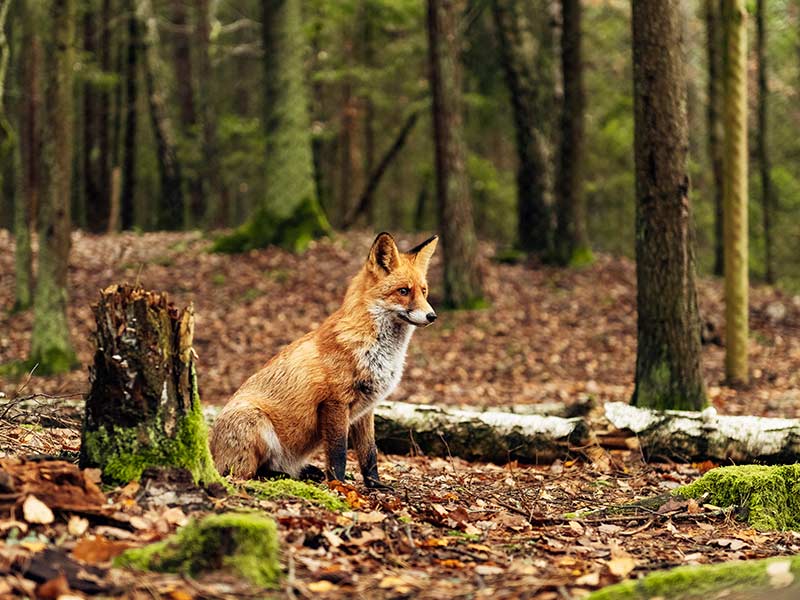 red fox in the woods