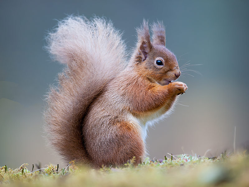 A Red Squirrel standing on the ground eating a nut in Scotland