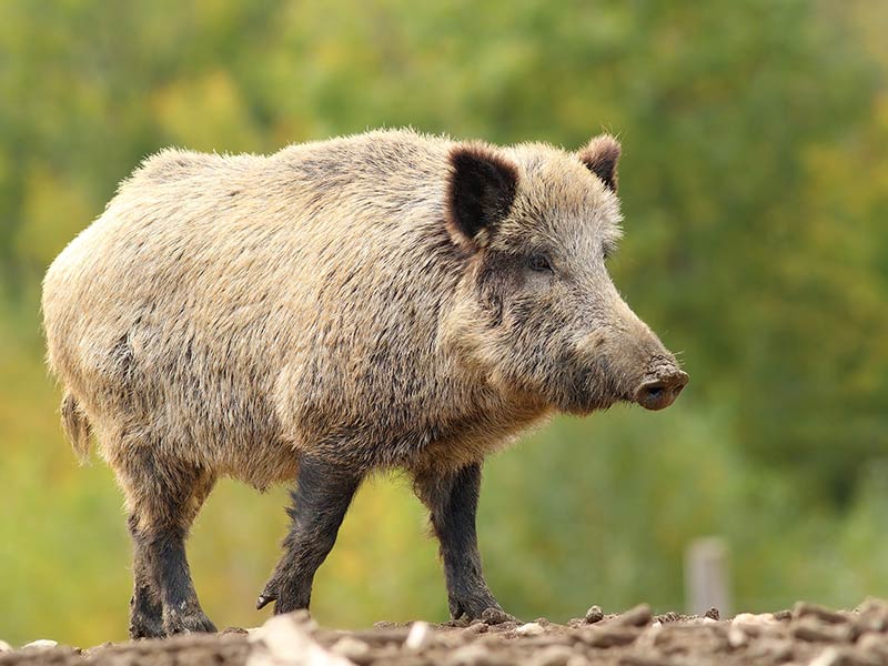 wild boar near a forest