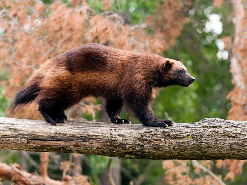 wolverine walking on a thick log